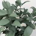 Jade Tinted Ruscus Greenery Close Up - Image